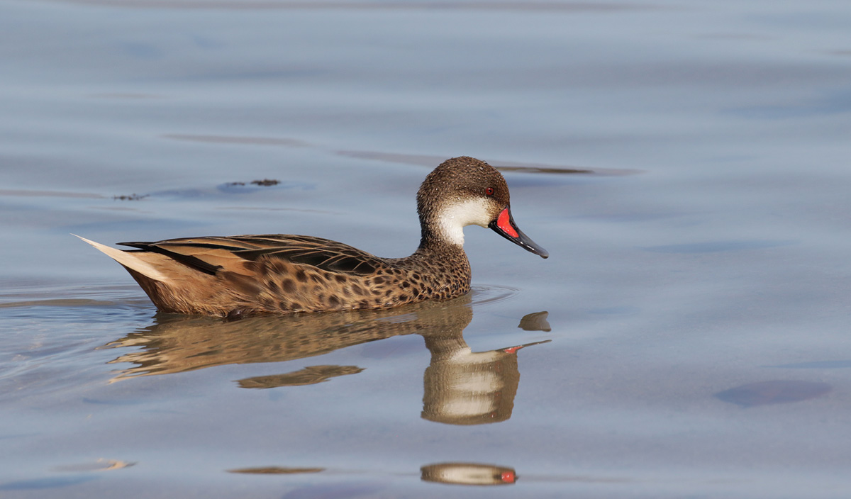 White-cheeked Pintail